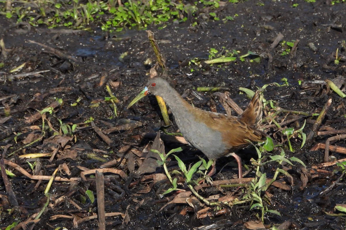 Plumbeous Rail - ML246535151