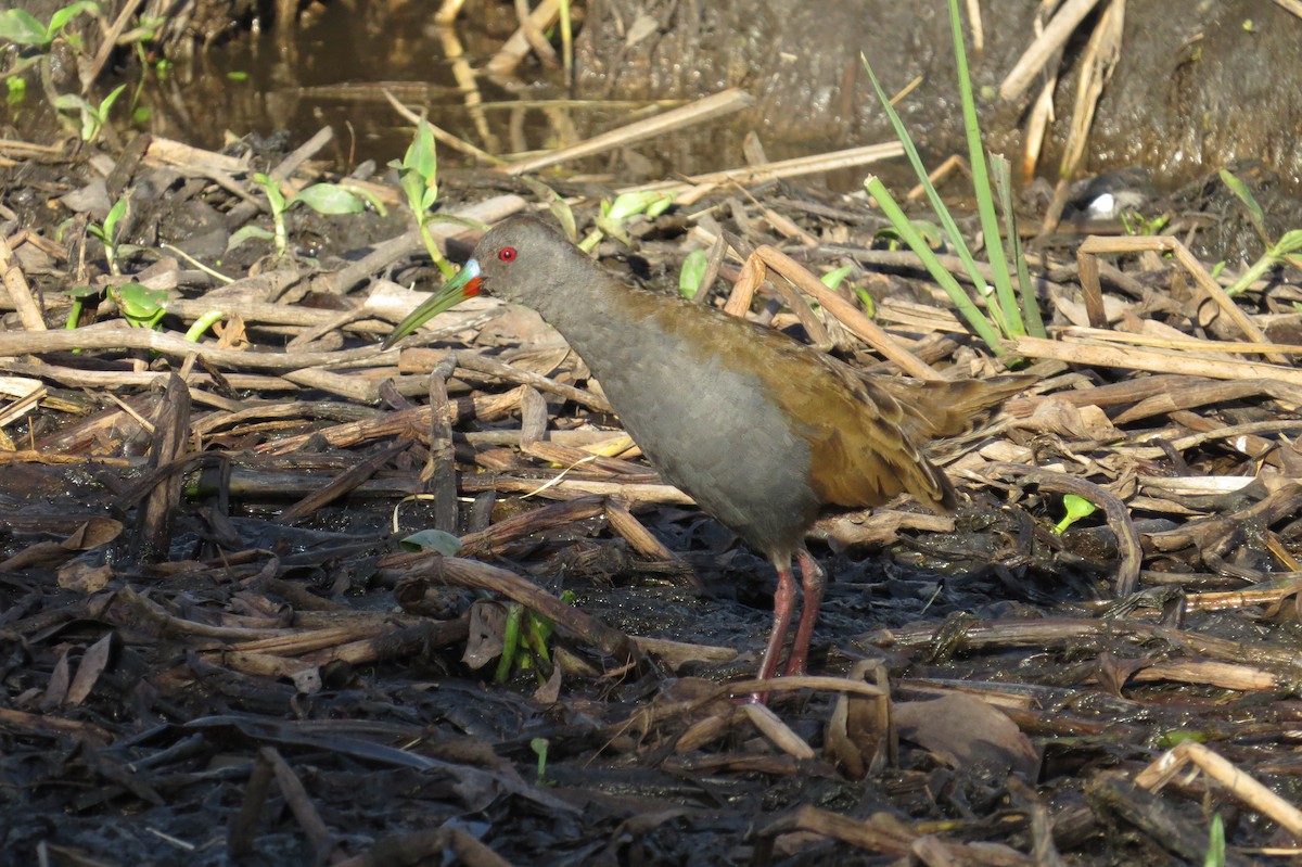 Plumbeous Rail - ML246535241