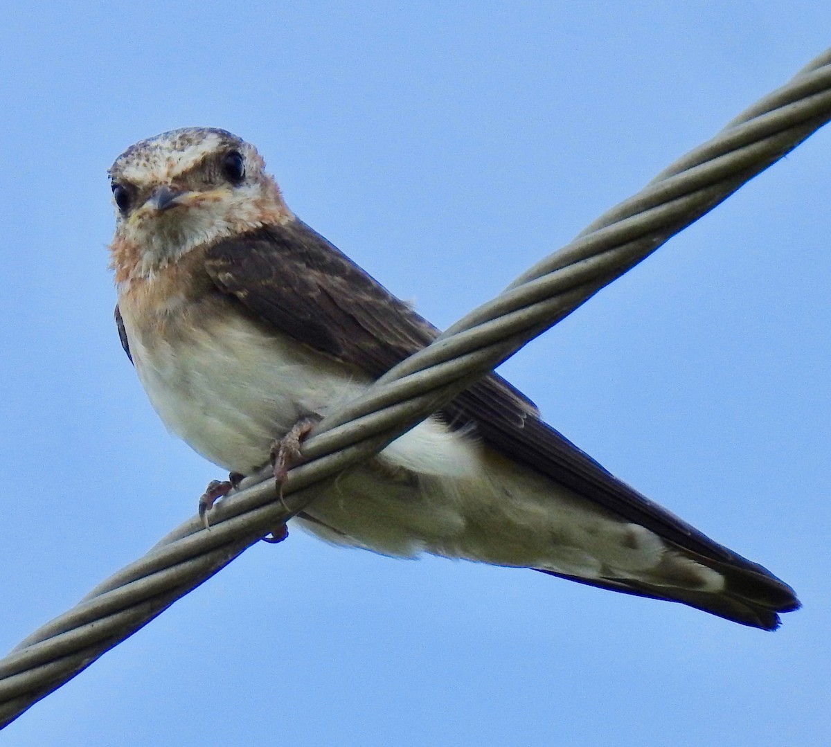 Cave Swallow - Van Remsen