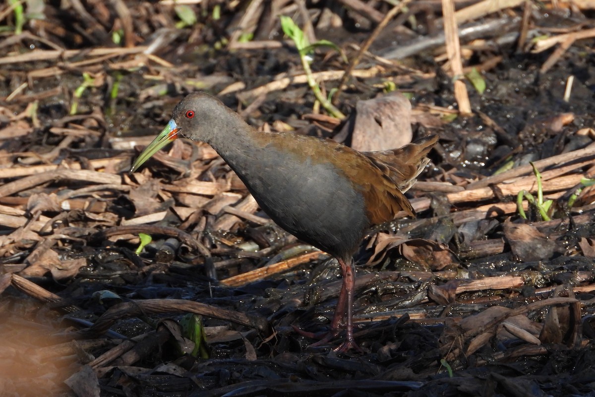 Plumbeous Rail - ML246535441