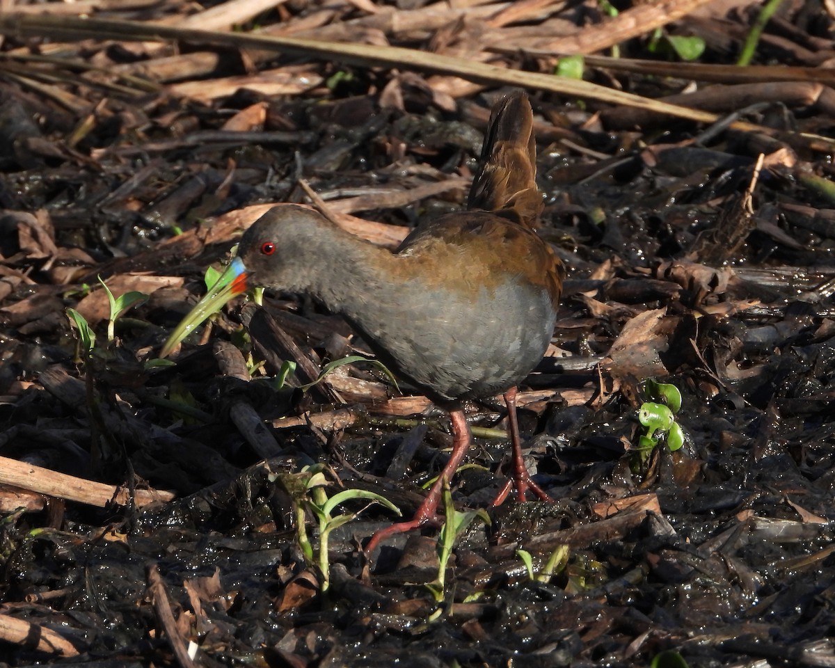 Plumbeous Rail - ML246535461