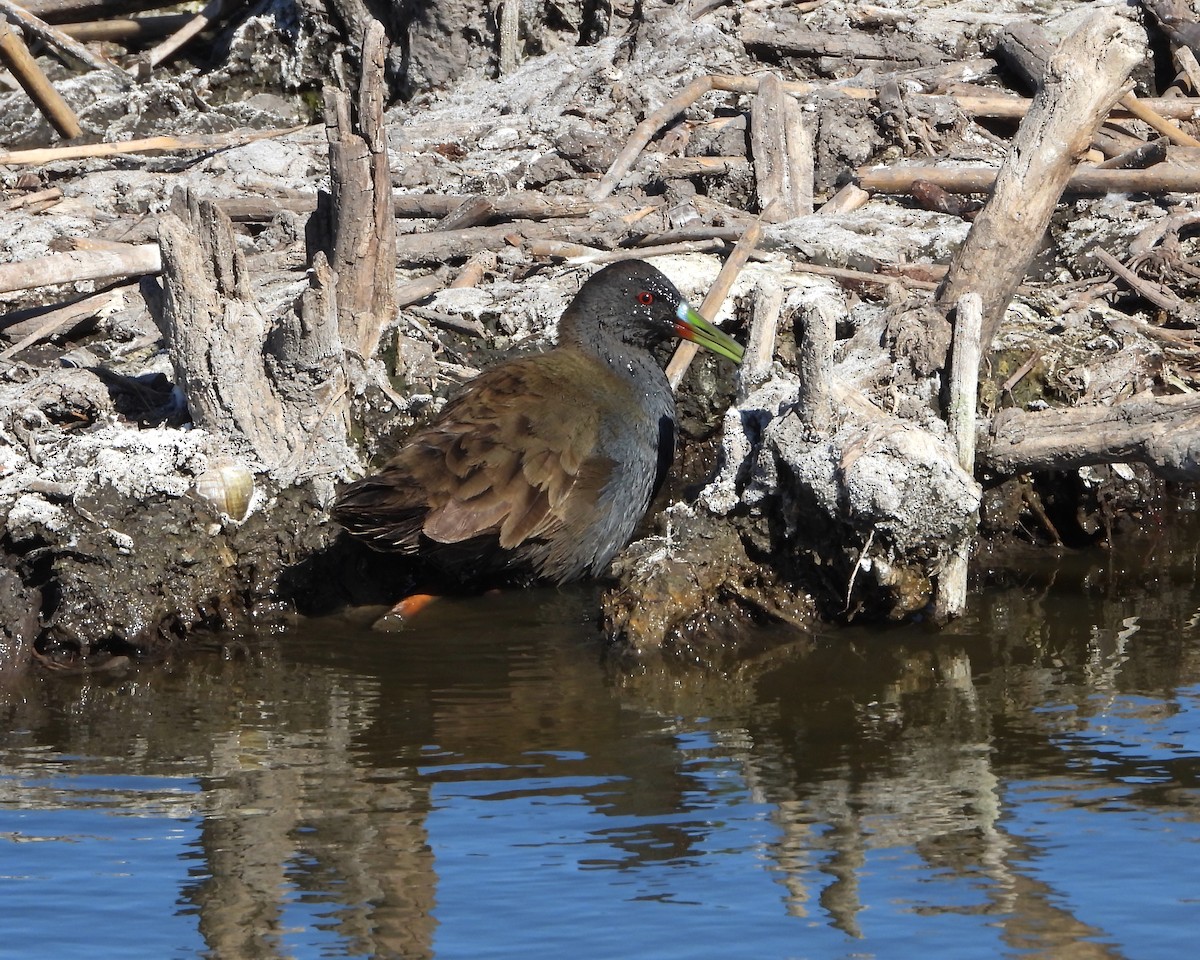 Plumbeous Rail - ML246535631