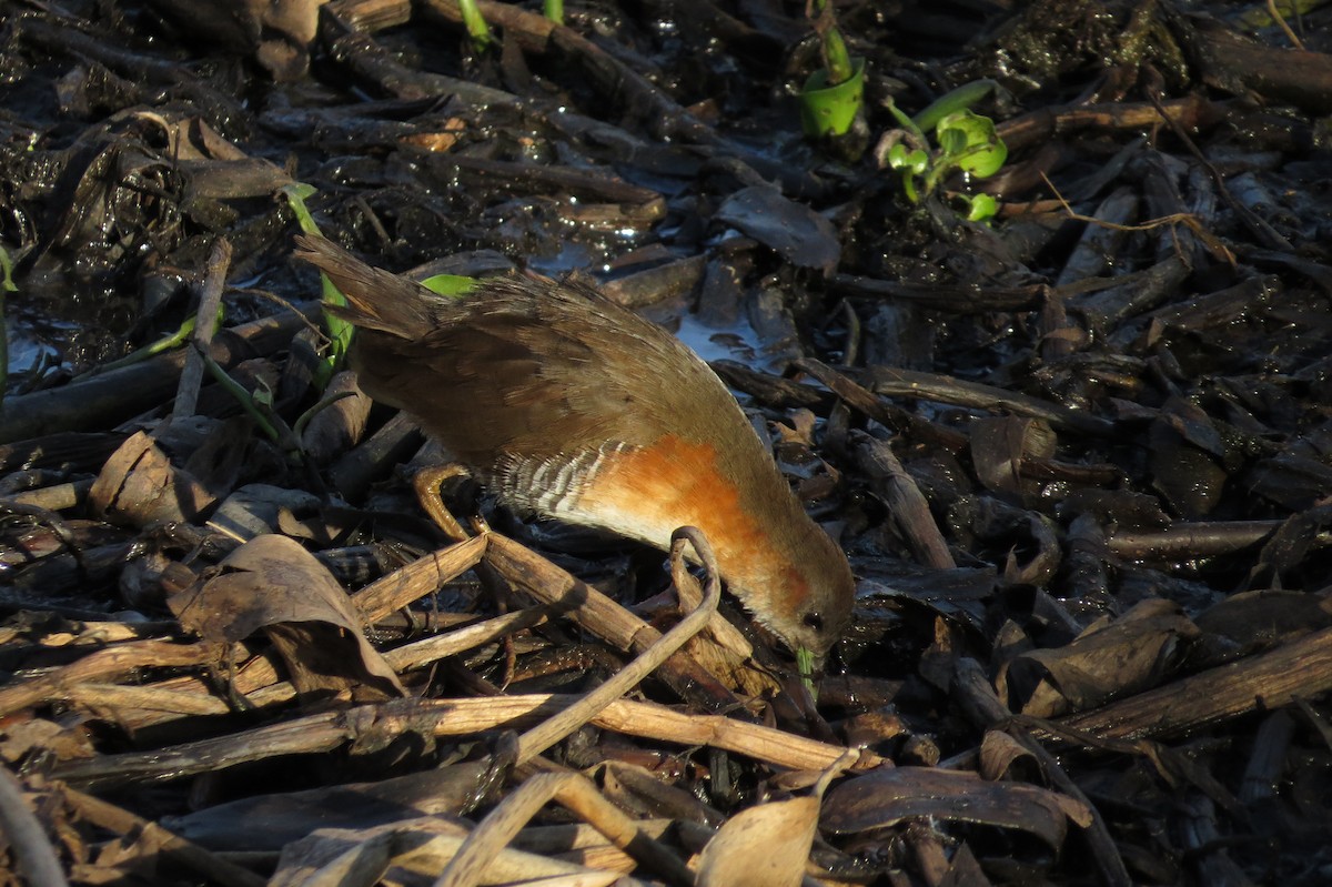 Rufous-sided Crake - ML246535921