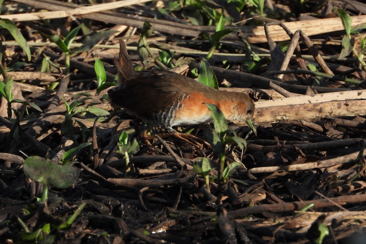 Rufous-sided Crake - ML246535971