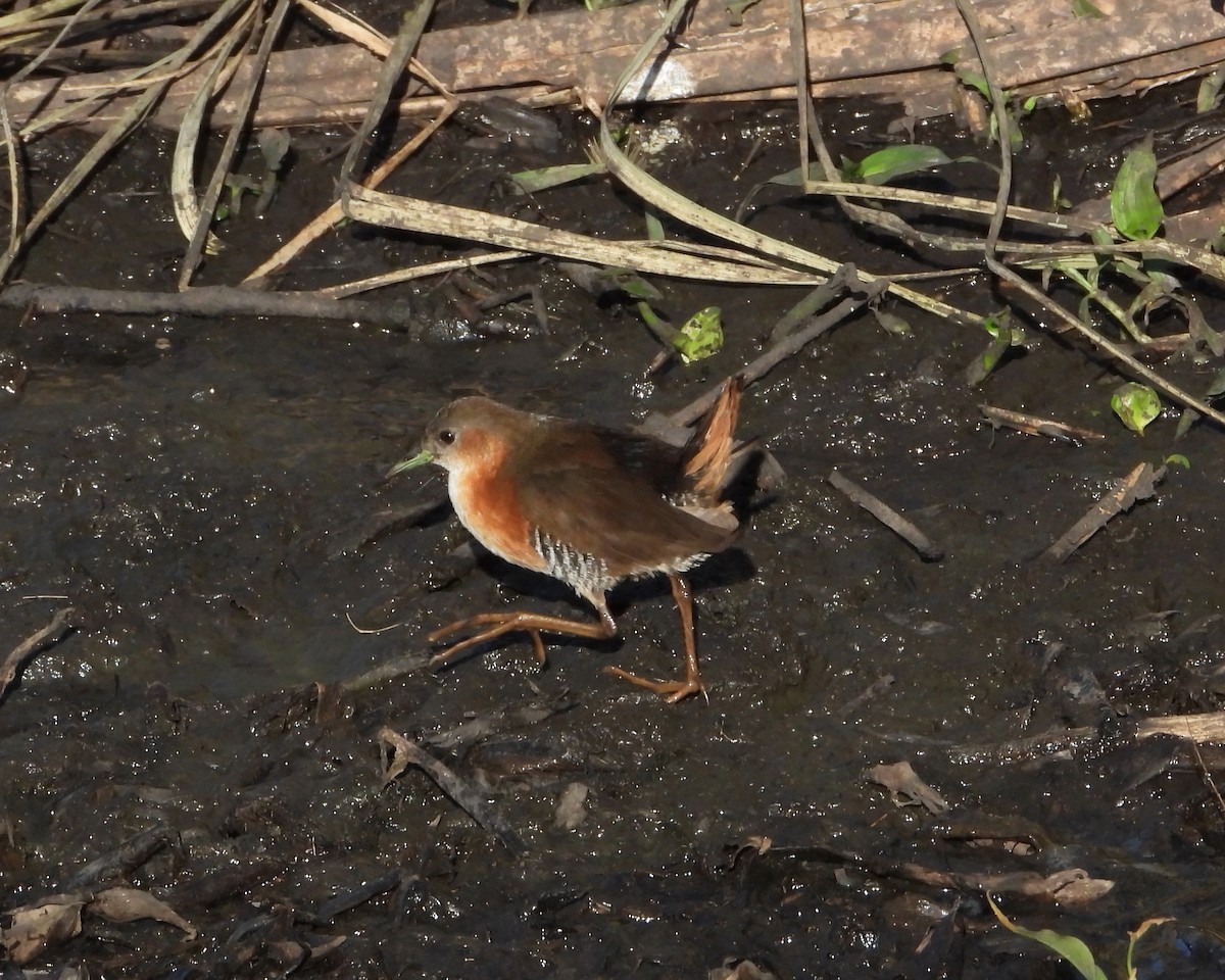 Rufous-sided Crake - ML246535981