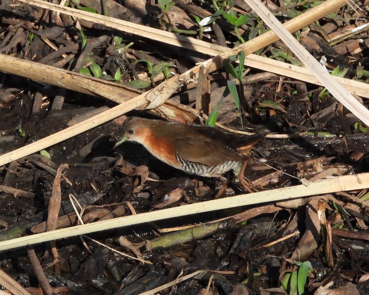 Rufous-sided Crake - ML246536001