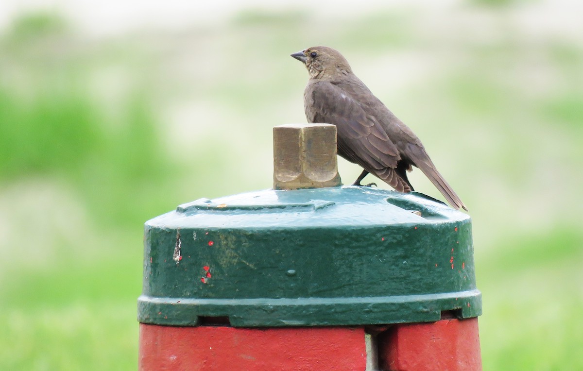 Brown-headed Cowbird - ML246536701