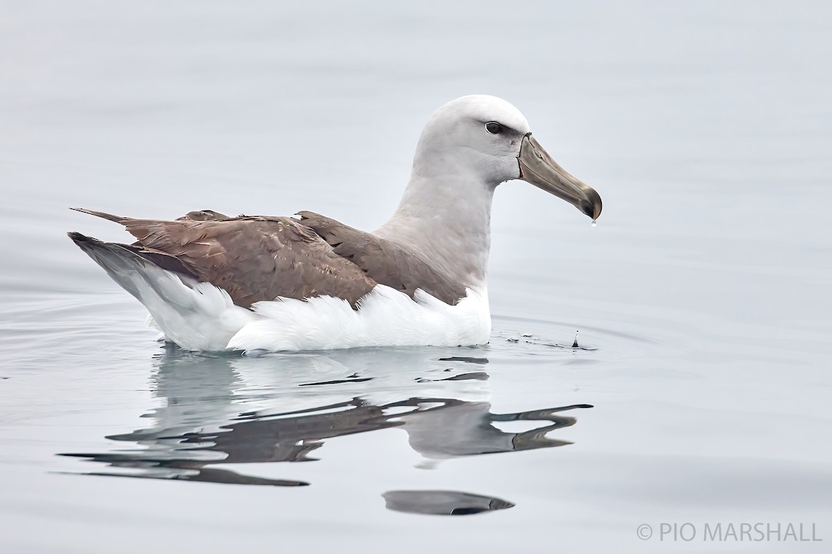 Salvin's Albatross - ML246538571