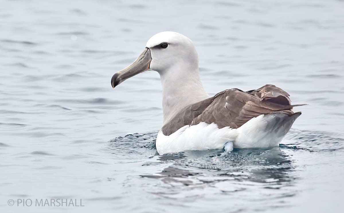 Salvin's Albatross - ML246538651