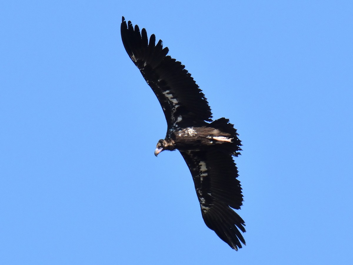 Cinereous Vulture - ML246543041