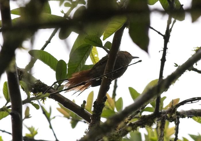 Slaty Spinetail - ML246543131