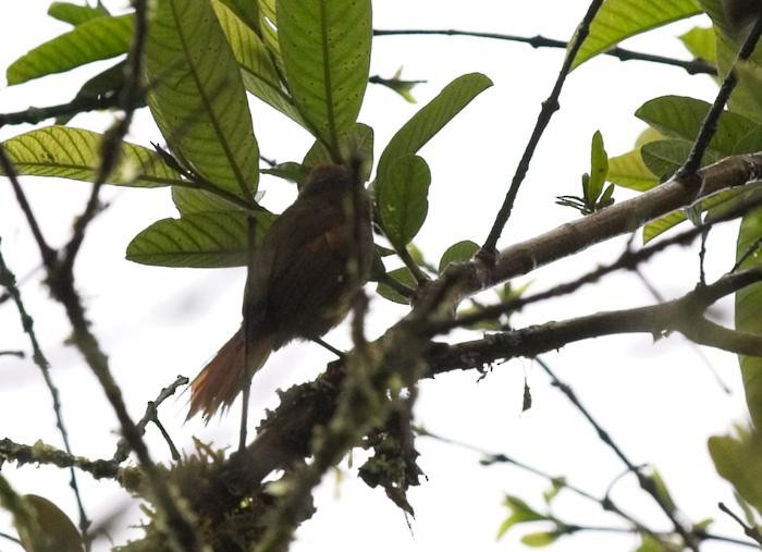 Slaty Spinetail - ML246543141