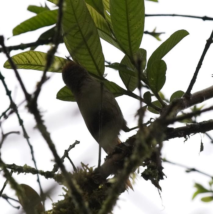 Slaty Spinetail - ML246543151