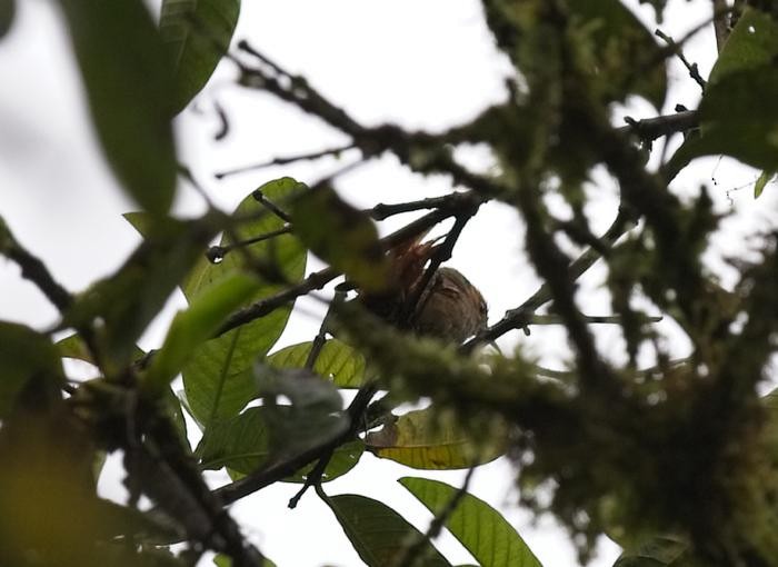 Slaty Spinetail - ML246543211