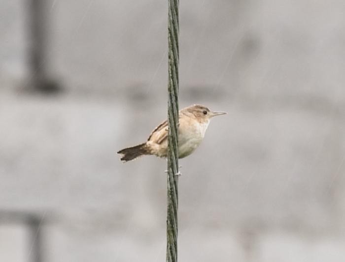 House Wren - Nikhil Patwardhan