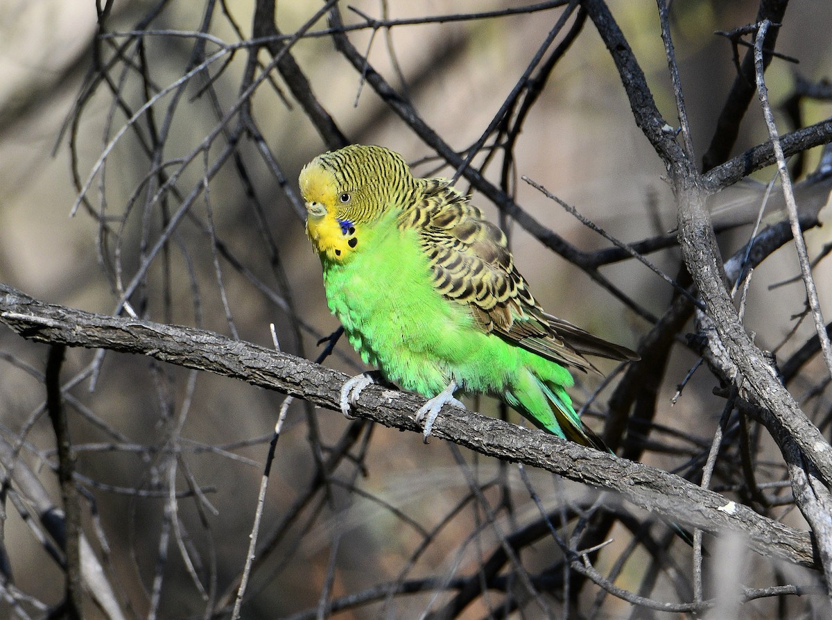 Budgerigar - Michael Daley