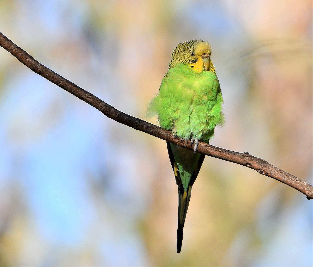 Budgerigar - ML246543641