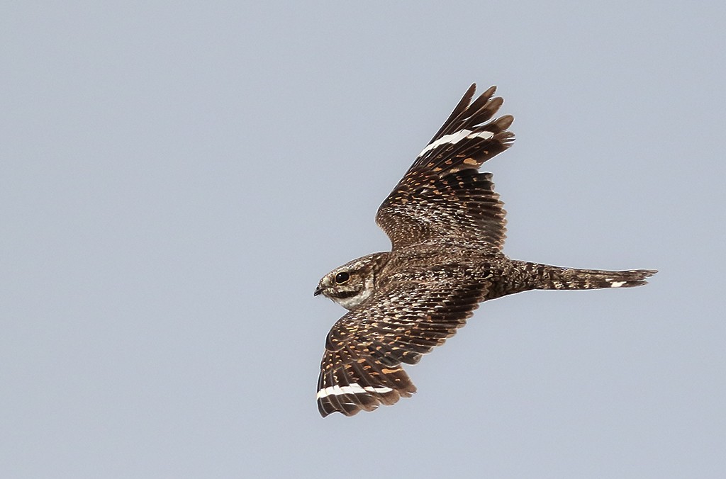 Lesser Nighthawk - ML246546151