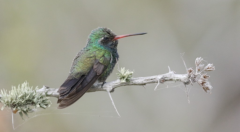 Colibrí Piquiancho Común - ML246546181