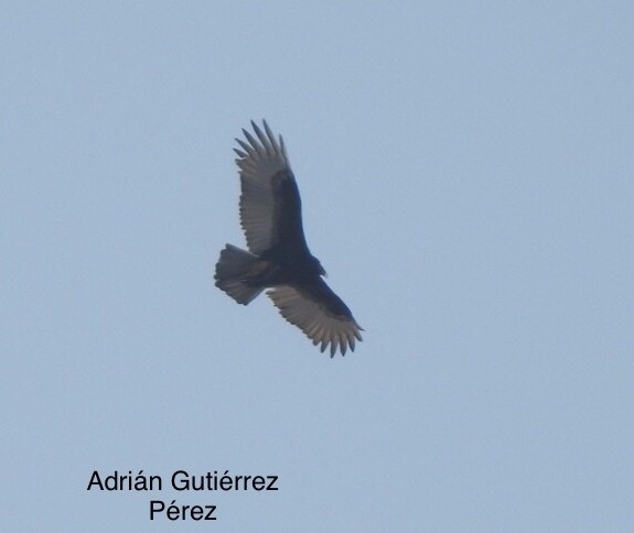 Turkey Vulture - ML246546251