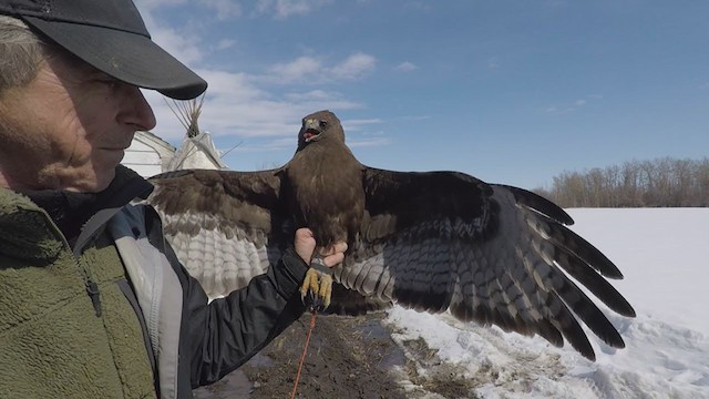 Red-tailed Hawk (calurus/abieticola) - ML246546961