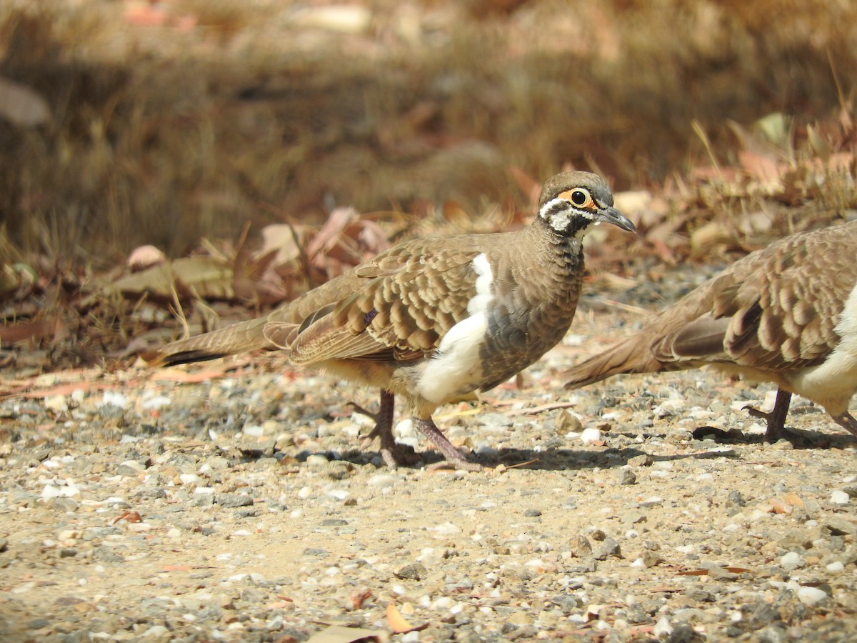 Squatter Pigeon - ML246547451