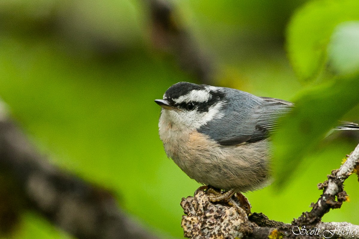 Red-breasted Nuthatch - Scott Fischer