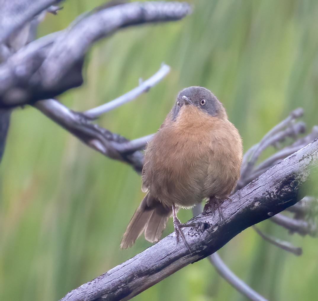 Victorin's Warbler - Mel Senac