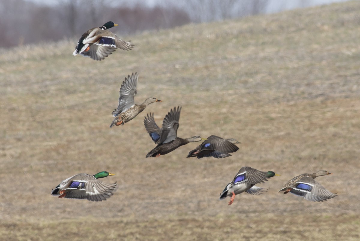 American Black Duck - Michael Todd