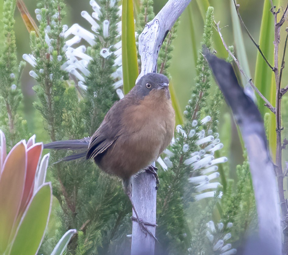 Victorin's Warbler - Mel Senac