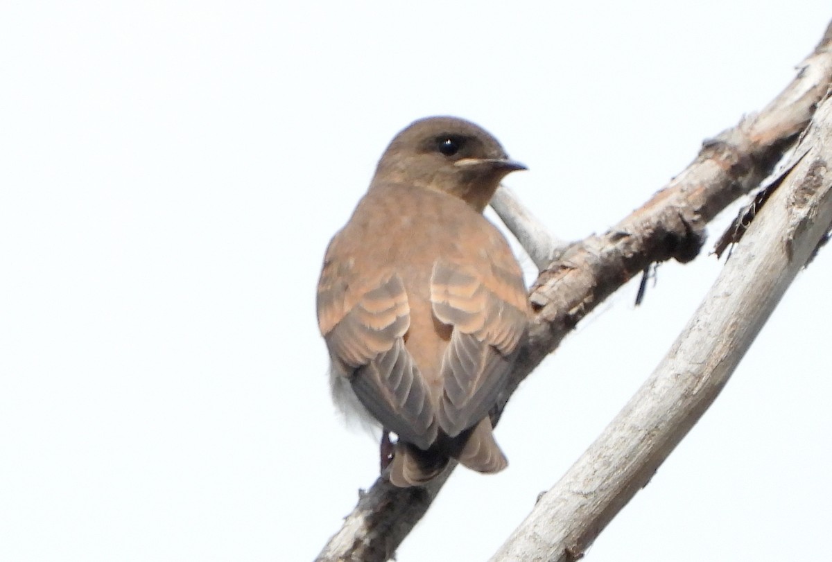 Northern Rough-winged Swallow - ML246549411