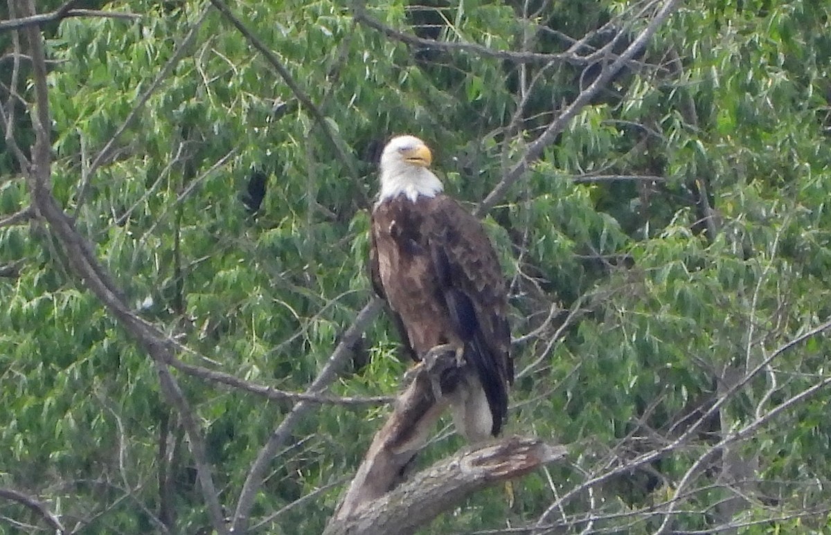 Bald Eagle - ML246549511