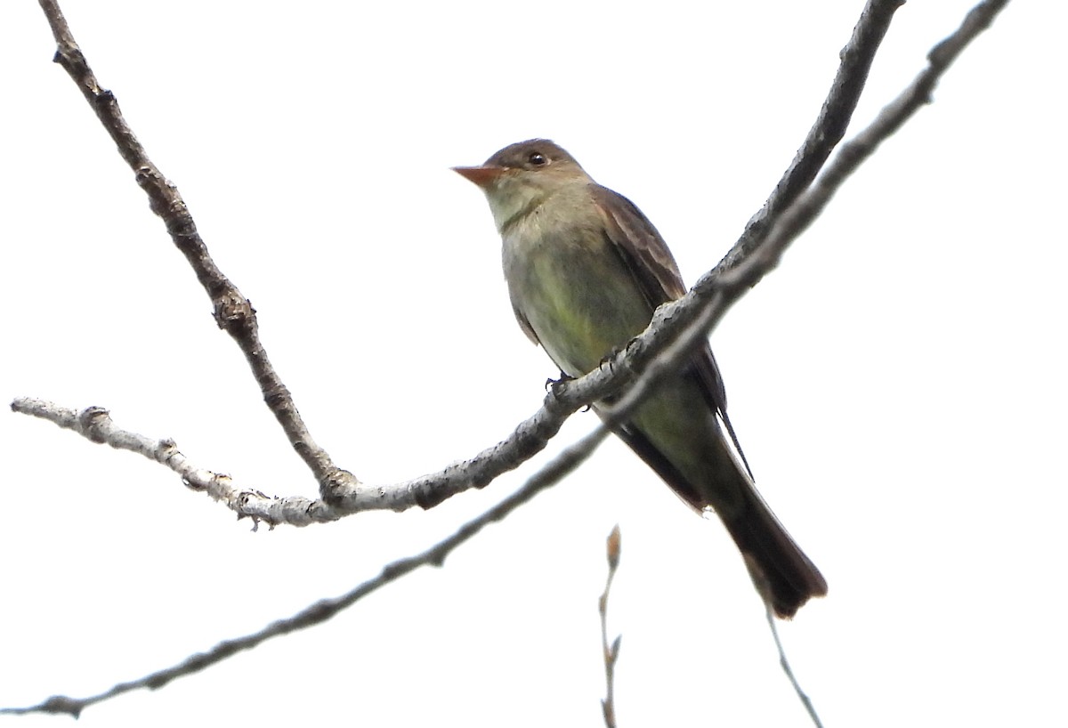 Eastern Wood-Pewee - ML246549721