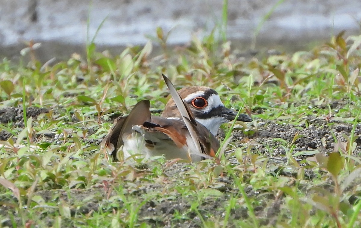 Killdeer - ML246549831