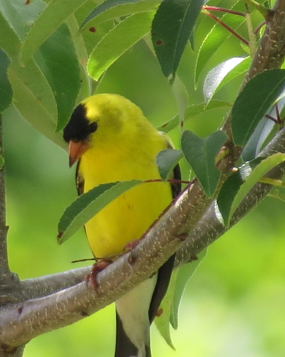 American Goldfinch - ML246553301