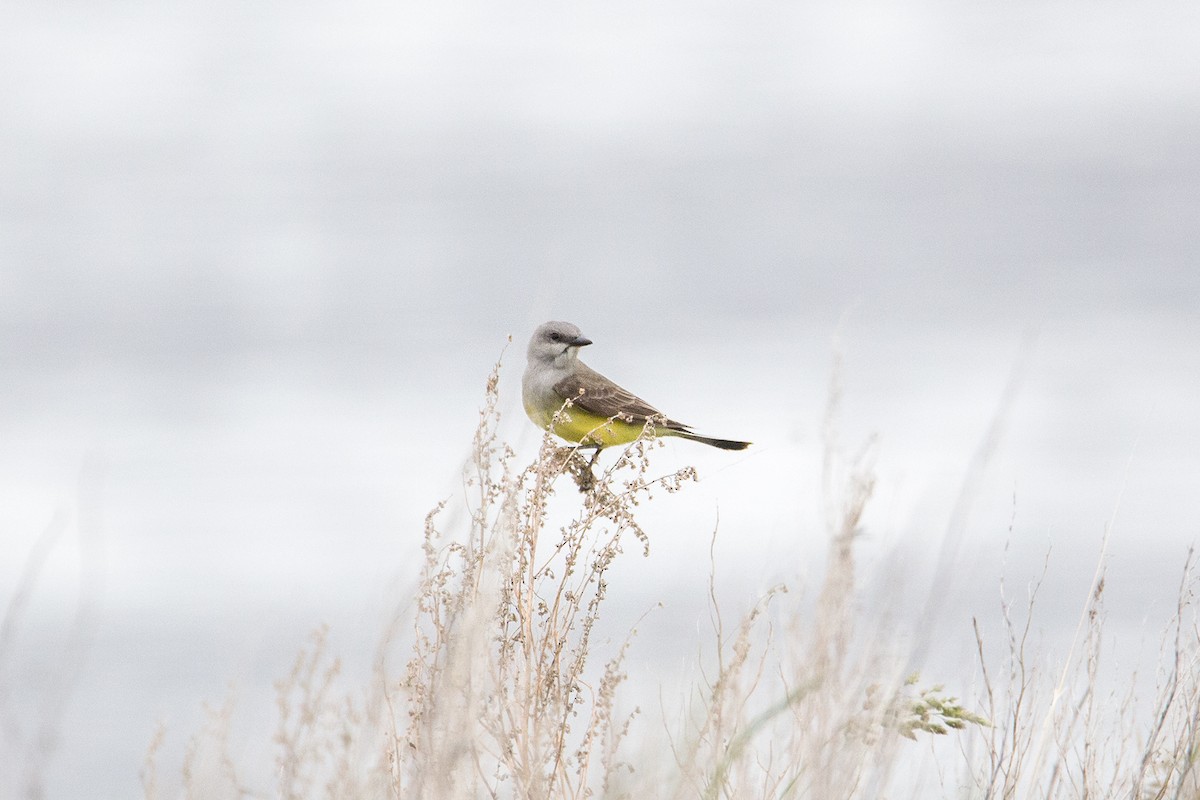 Schmalschnabel-Königstyrann - ML246555471