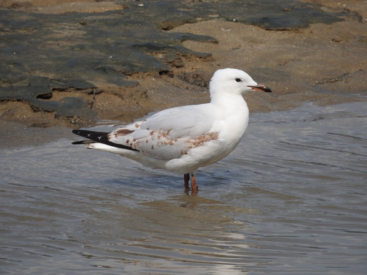 Silver Gull - ML246556531