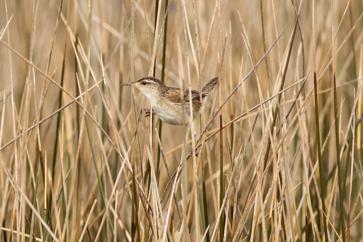 Marsh Wren - ML246556551