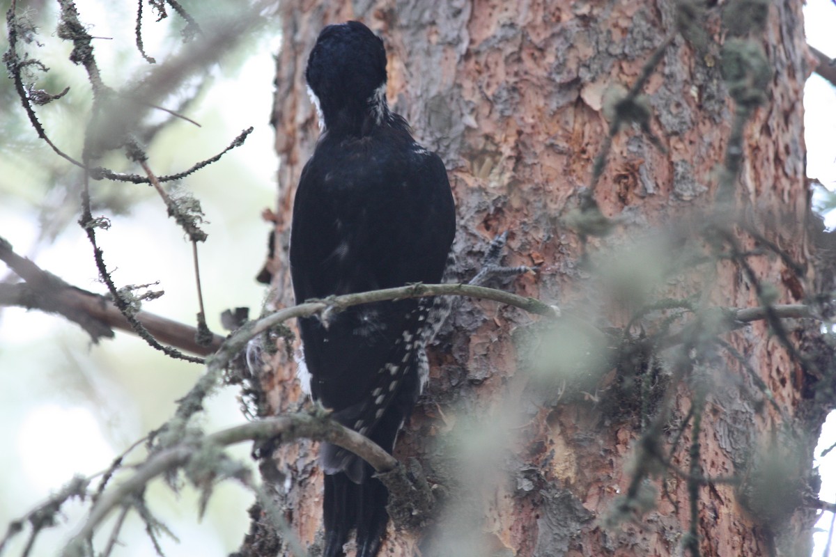 Black-backed Woodpecker - ML246556571