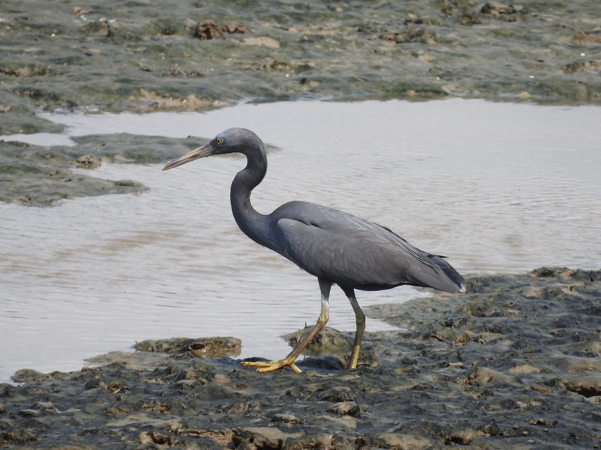Pacific Reef-Heron - ML246557841
