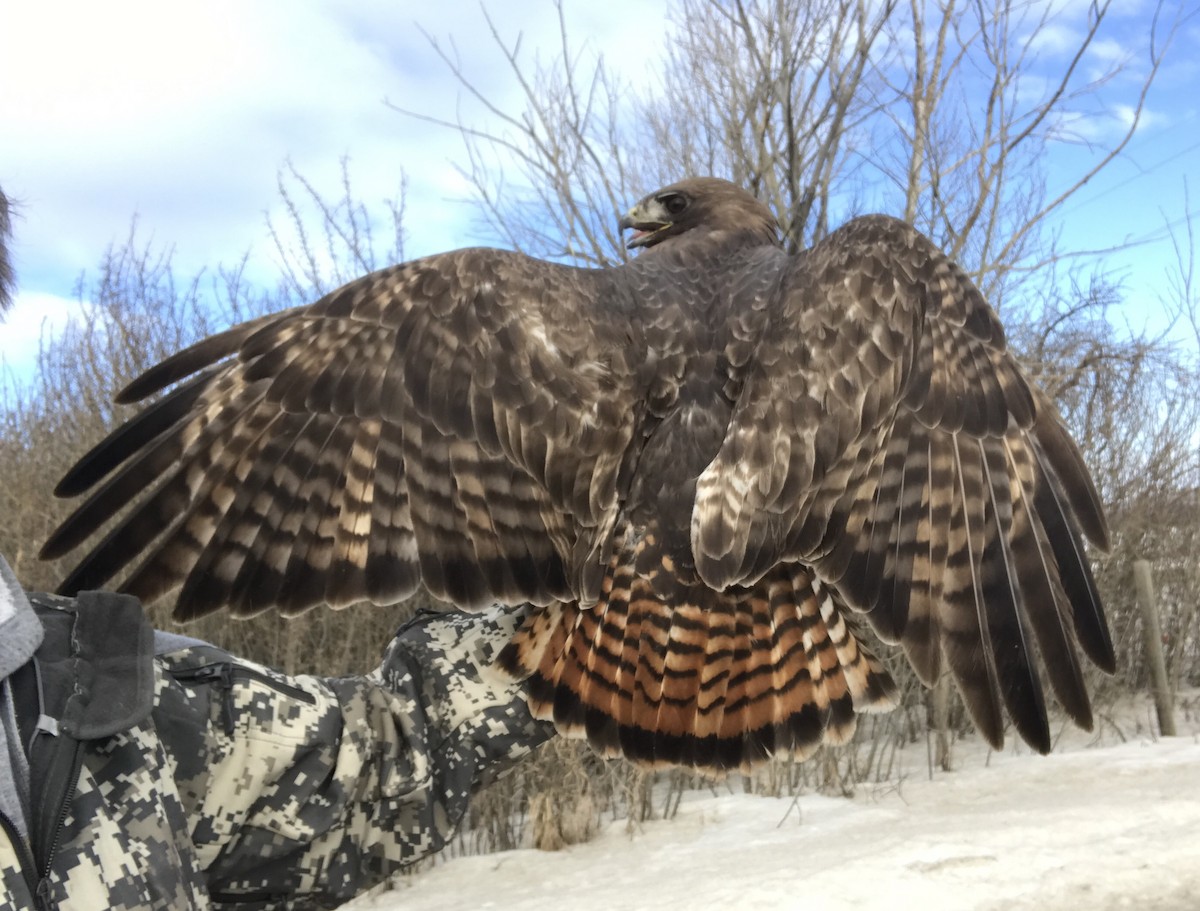 Red-tailed Hawk (calurus/abieticola) - ML246557941