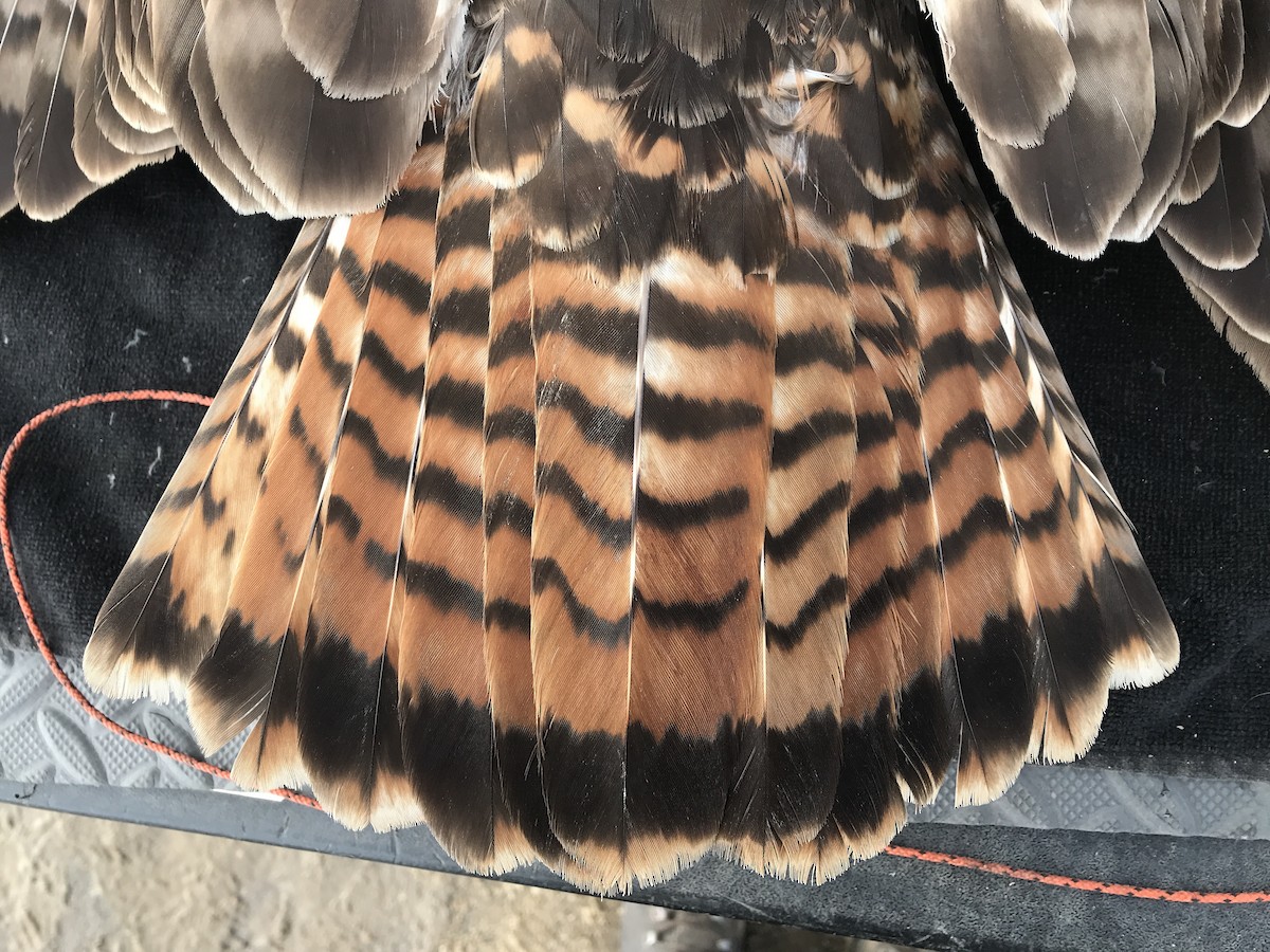 Red-tailed Hawk (calurus/abieticola) - ML246557951