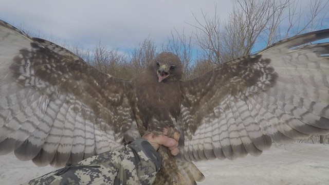 Red-tailed Hawk (calurus/abieticola) - ML246558221