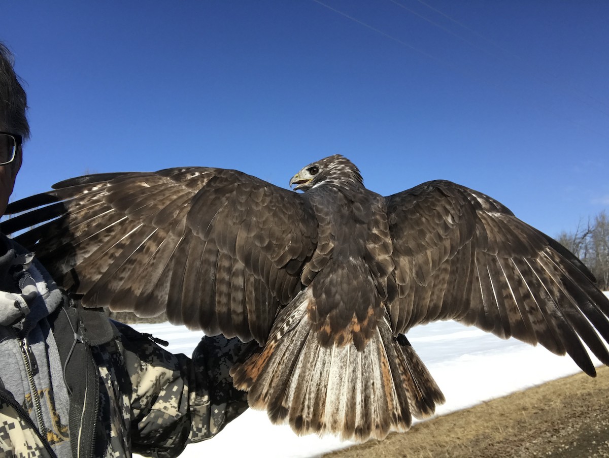 Red-tailed Hawk (Harlan's) - ML246559241