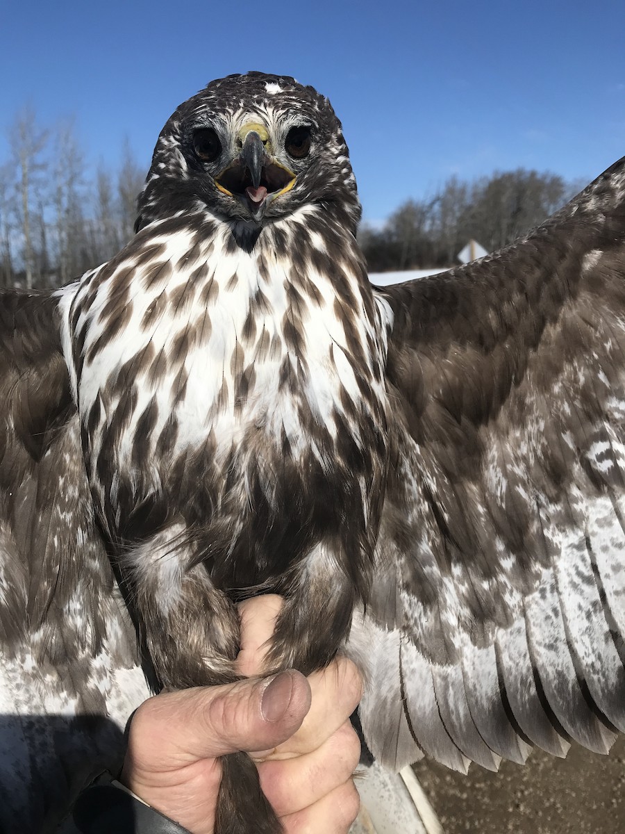 Red-tailed Hawk (Harlan's) - ML246559271