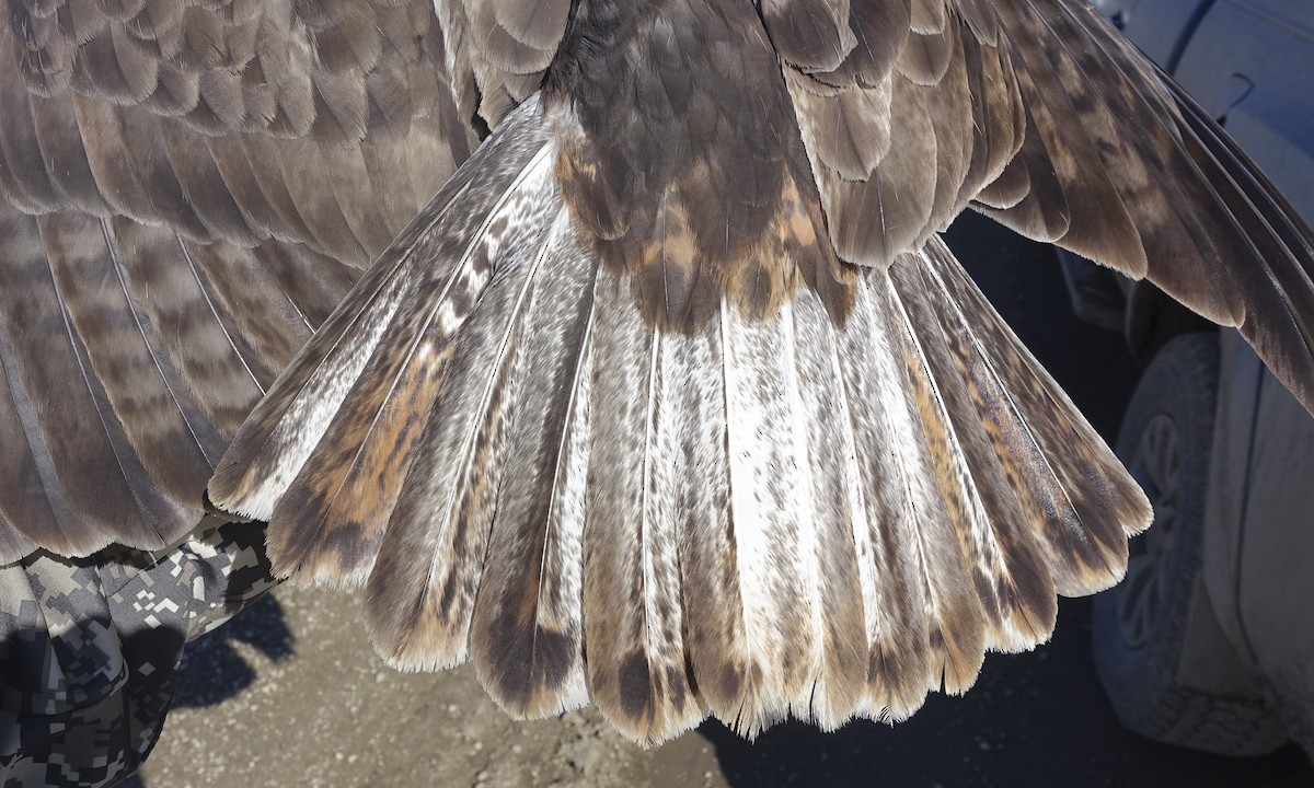 Red-tailed Hawk (Harlan's) - ML246559401