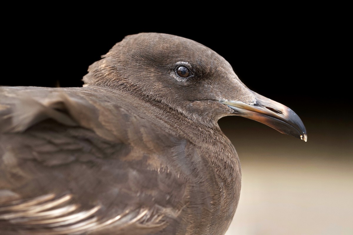 Heermann's Gull - ML246559861