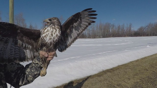 Red-tailed Hawk (Harlan's) - ML246559941