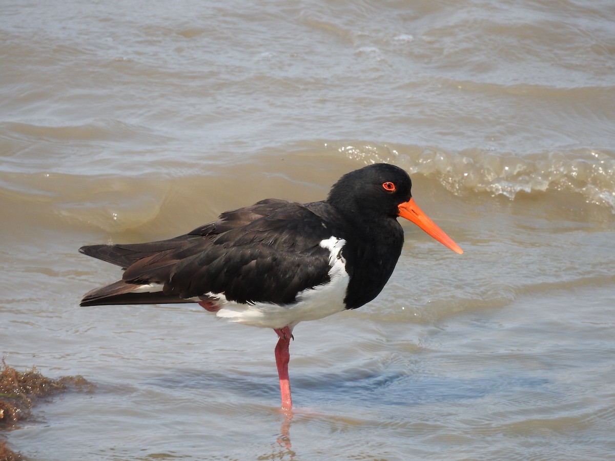 Pied Oystercatcher - ML246560001