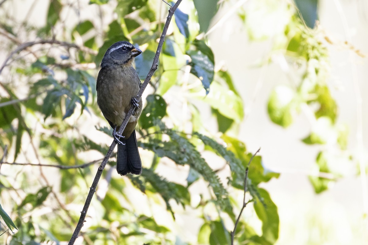 Thick-billed Saltator - ML246560371